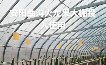 安阳曲沟火龙果大棚投入使用